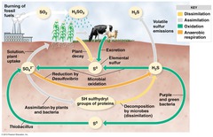 The movement of sulfur around the biosphere