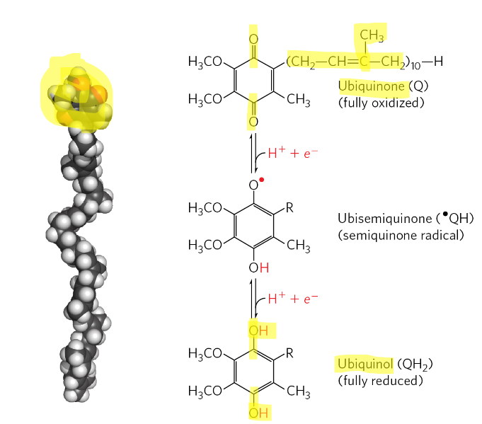 <p>they are small hydrophobic molecules located in the IMM that act as shuttles, moving e- from complex 1 and 2 to complex 3 (e- don’t pass thru complex 1 to 2). They contain a repeating isoprenoid tail</p>