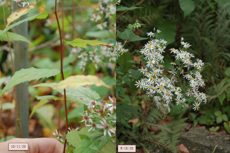 <p>star-like white flowers, drought and deer resistant, cordate coarsely-toothed leaves</p>