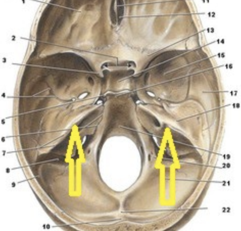knowt flashcard image