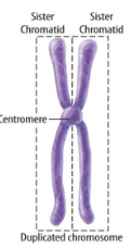 <ul><li><p>Chromatin condenses into chromosomes</p></li><li><p>In this phase, each chromosome exist as 2 copies on one chromosome, due to DNA synthesis</p></li><li><p>Sister chromatids are held together by the centromere. </p></li><li><p>The nuclear membrane breaks down</p></li><li><p>Spindle fibres form from the centrosome</p></li><li><p>The 2 chromosome “arms” are sister chromatids</p></li></ul><p></p>