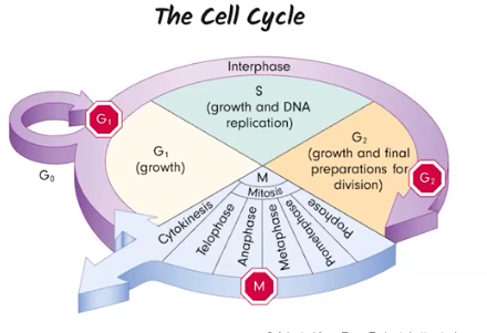 <p>The Cell Cycle</p>