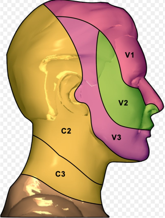 <p><mark data-color="yellow">Dermatones of head and neck are derived form the the trigeminal nerves</mark>.</p>