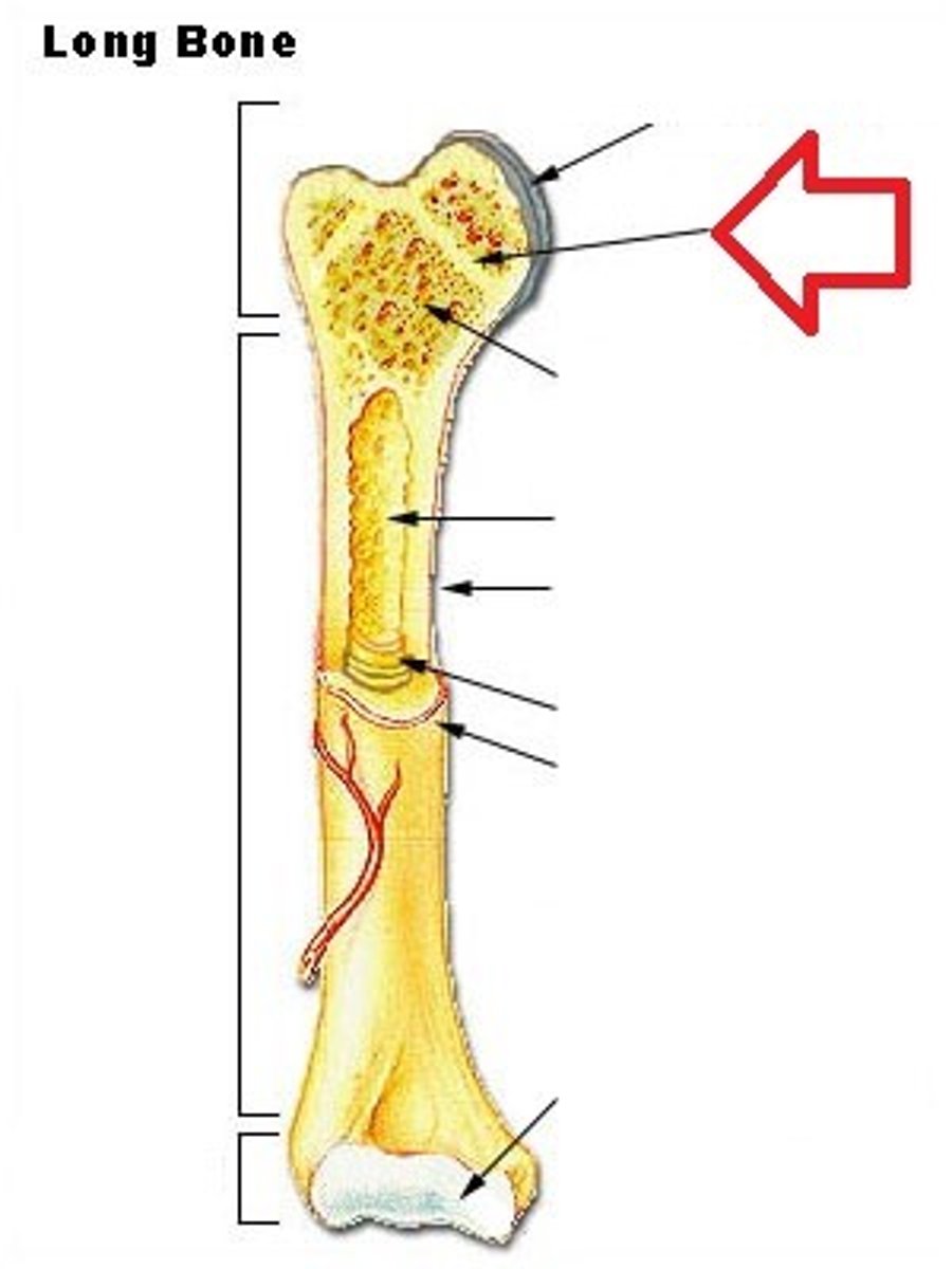 <p>the area just below the head of a long bone in which growth in bone length occurs; the epiphyseal plate.</p>