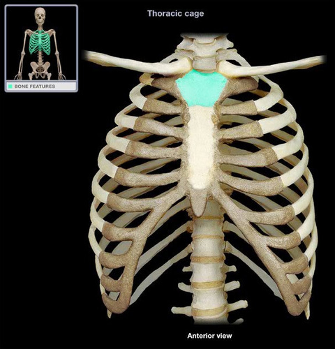 <p>upper portion of the sternum</p>