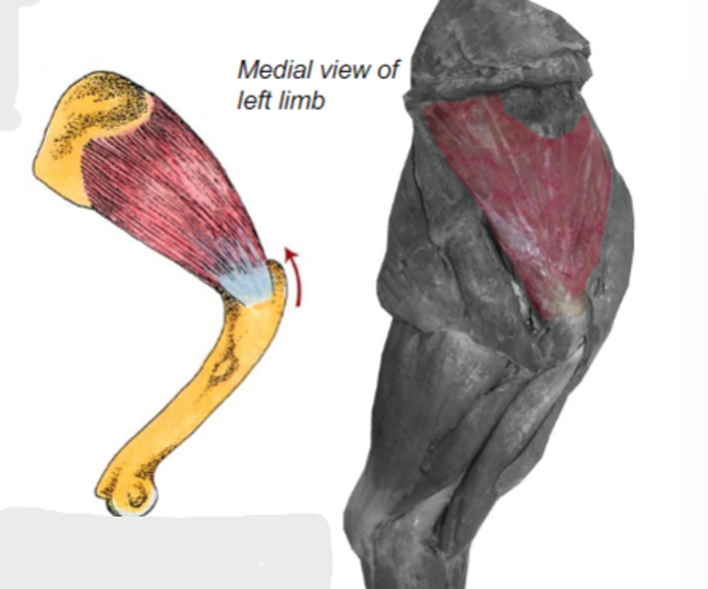 <p>Action of subscapularis:</p>