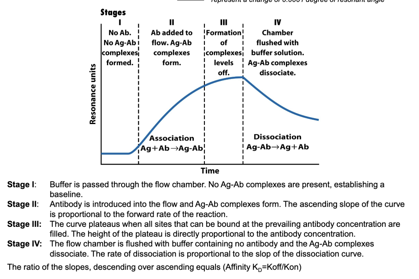 <p>Look at image and the stages</p><p>have a baseline formed</p><p>inject antibody, more antibody injected= more Ab-Ag association</p><p>plateau forms system is separated Ab-Ag is maximized</p><p>flush chamber with buffer: some Ab (low affinity Ab will dissociate)</p><p>can create two slopes</p><p>association slope and dissociation slope</p><p>Kd (ratio of the slope) =(how quickly it dissociates/ how quickly antibody can bind to antigen) Koff/Kon</p>