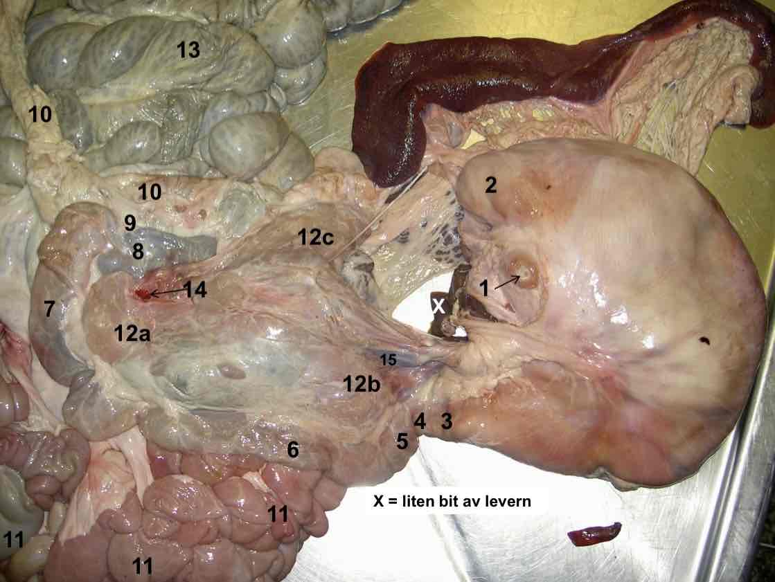 <p>Kaudal utbuktning från fundus ventriculi, liten ”blindsäck” (gris) nr 2</p>