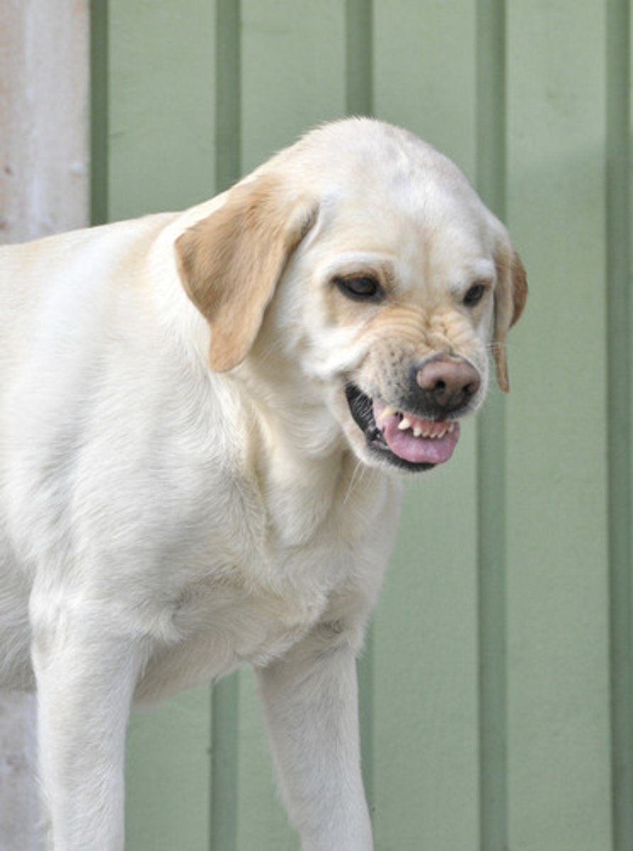 <p>What "color" is this dog showing?</p>