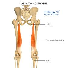 <p>the most medial head of the hamstring</p>