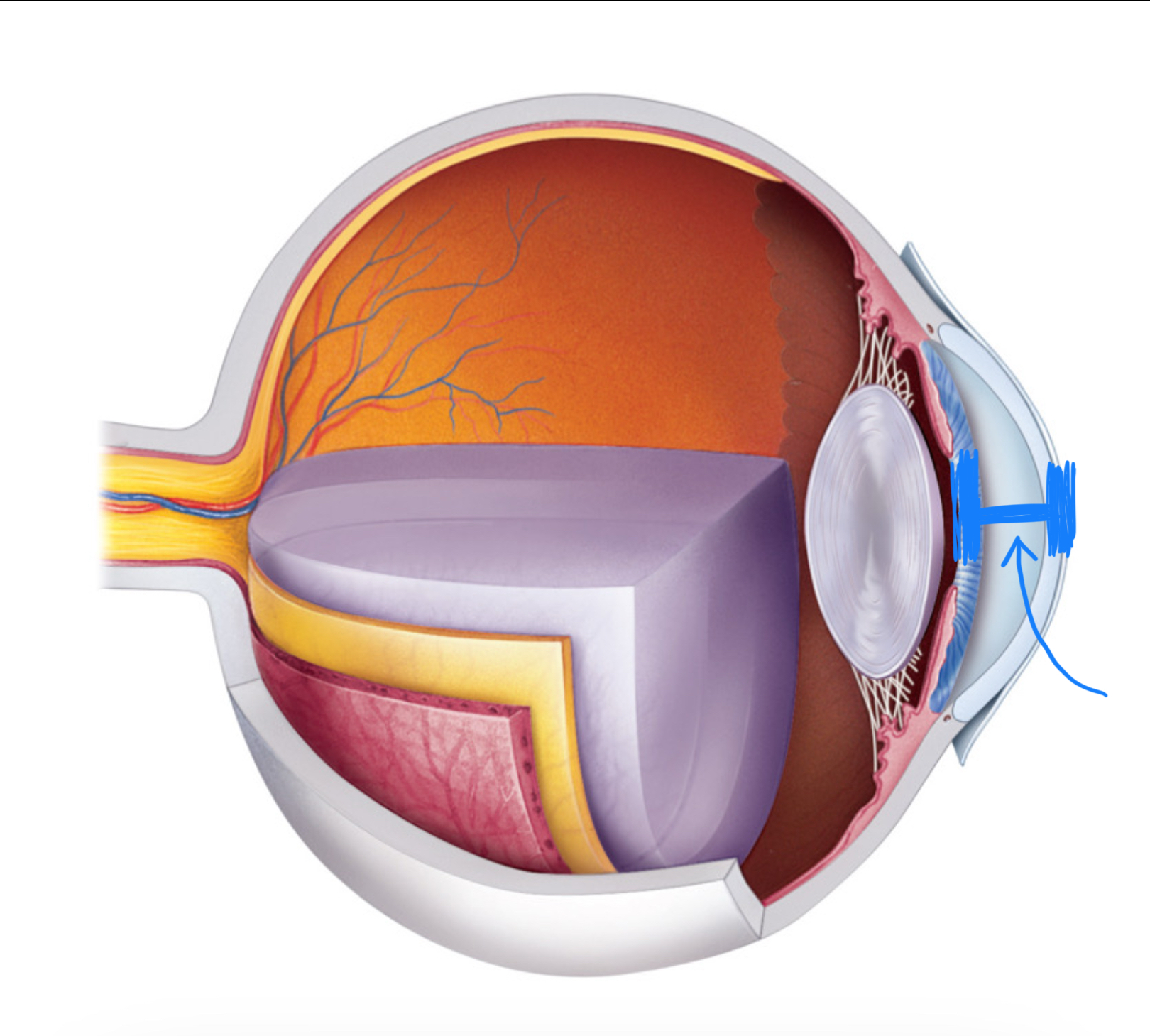 knowt flashcard image