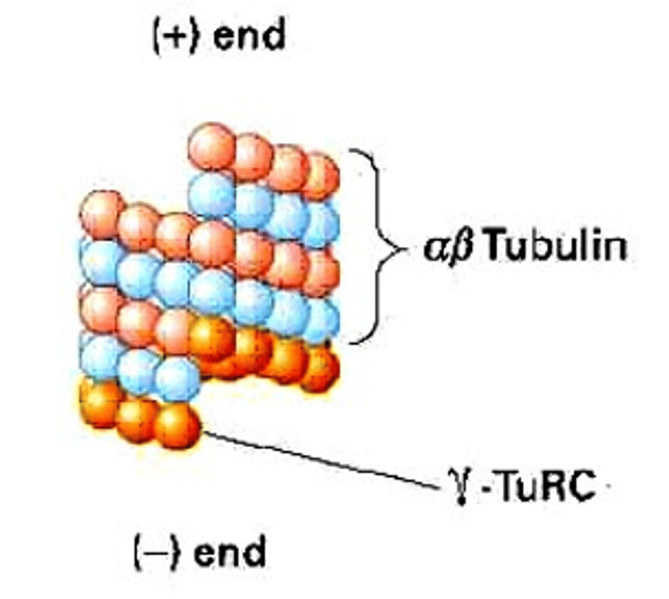 <p>required for microtubule nucleation and located in the centrosomes.</p>