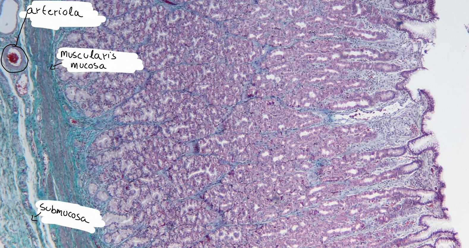 knowt flashcard image