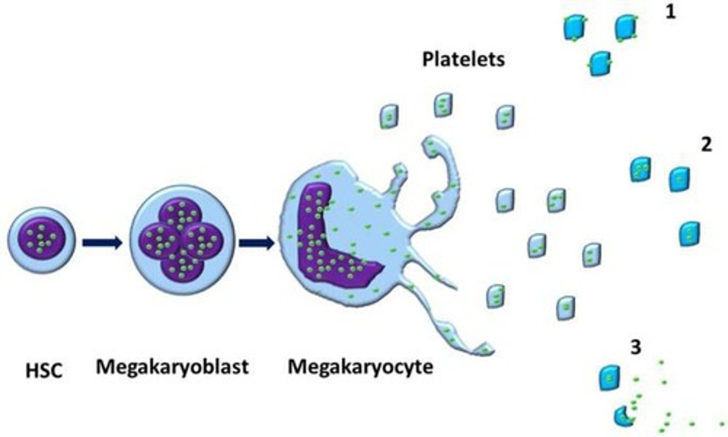 <p>by fragmentation of megakaryocytes</p><p>so big they cant get through bone marrow so they break up.</p>