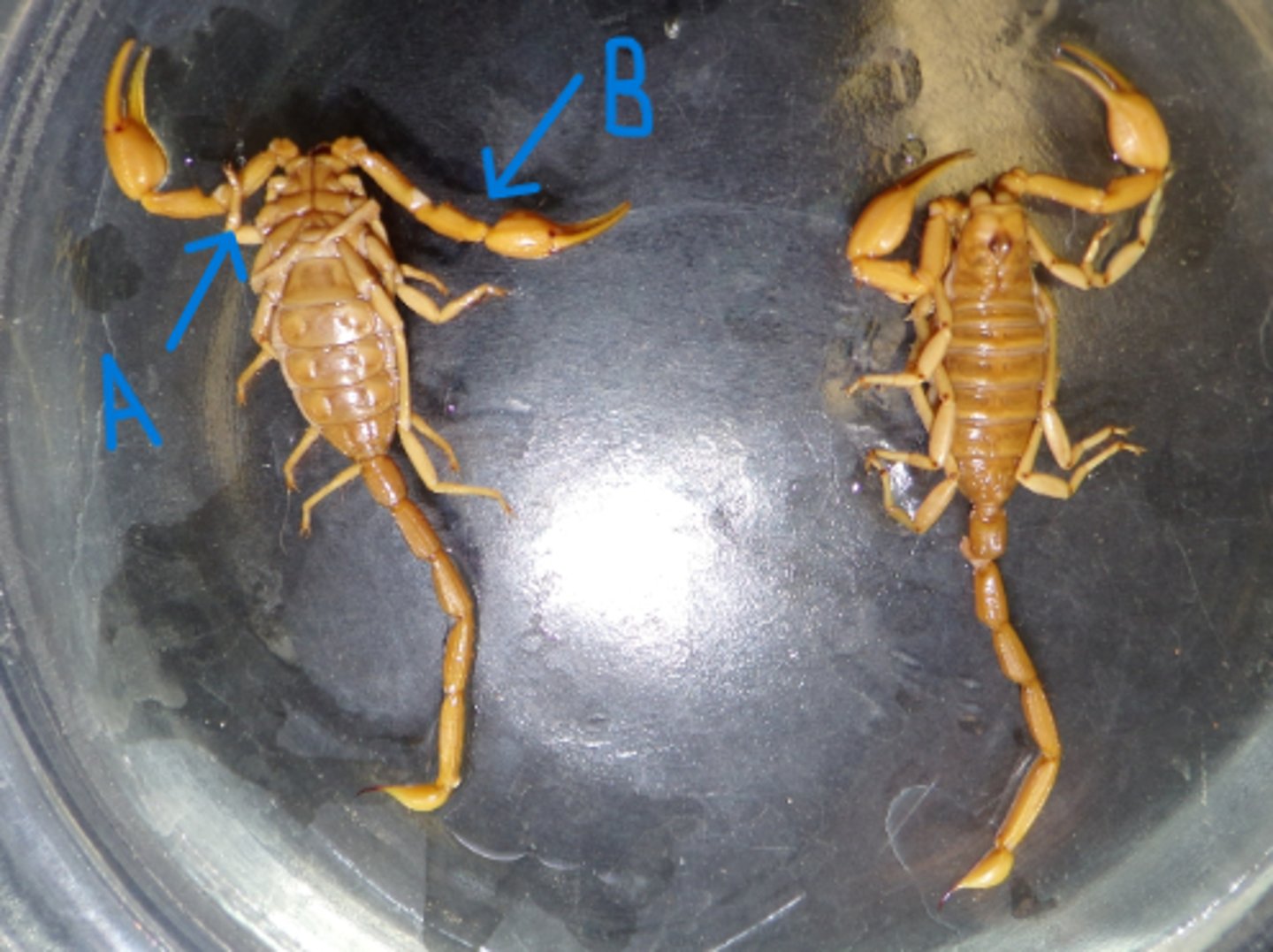<p>What Phylum, Subphylum, and Class is this animal in?</p><p>What is A and B pointing to?</p>
