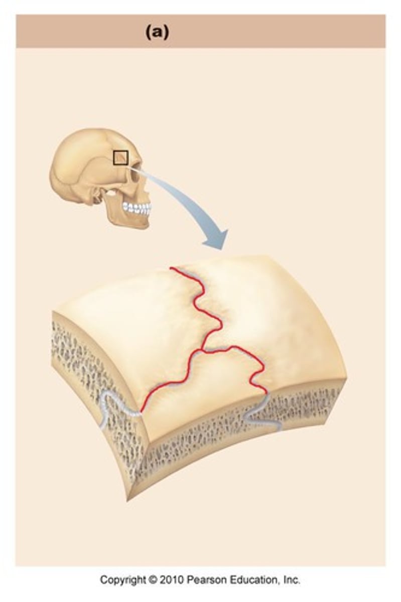 <p>immovable joints</p><p>Ex. Skull bones</p>
