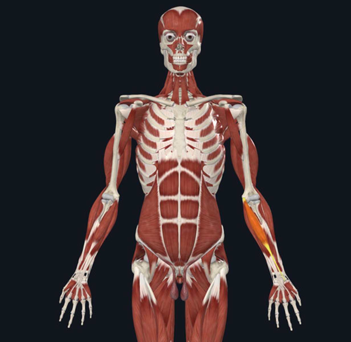 <ul><li><p><u>Origin:</u>&nbsp;Humerus</p></li><li><p><u>Insertion:</u>&nbsp;<strong>Metacarpals </strong>(but runs length of&nbsp;‘radius’)</p></li><li><p><u>Action:</u>&nbsp;Wrist (carpi) flexion</p></li></ul><p></p>