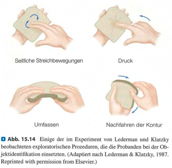 <p class=""><strong>Kurzfassung:</strong><br>Die haptische Wahrnehmung entsteht durch das <strong>Zusammenspiel von sensorischem, motorischem und kognitivem System</strong>. Beim <strong>aktiven Berühren</strong> werden Objekte zielgerichtet mit spezifischen Bewegungen erkundet, was eine <strong>schnelle und präzise Identifikation</strong> ermöglicht.</p><div data-type="horizontalRule"><hr></div><p class=""><strong>Langfassung:</strong></p><ul><li><p class=""><strong>Sensorisches System:</strong> liefert Infos über <strong>Berührung, Temperatur, Textur, Position und Bewegung</strong> der Finger.</p></li><li><p class=""><strong>Motorisches System:</strong> steuert die Fingerbewegungen, die für das <strong>Erkunden von Objekten</strong> notwendig sind.</p></li><li><p class=""><strong>Kognitives System:</strong> <strong>integriert</strong> die Informationen aus den beiden anderen Systemen, um ein <strong>objektbezogenes Wahrnehmungserlebnis</strong> zu erzeugen.</p></li></ul><p class=""></p><ul><li><p class=""><strong>Unterschied aktiv vs. passiv:</strong></p><ul><li><p class=""><strong>Passiv:</strong> Empfindung bleibt auf der Haut (z. B. spitzer Reiz = Schmerz).</p></li><li><p class=""><strong>Aktiv:</strong> Wahrnehmung ist objektbezogen (z. B. "das Objekt ist spitz").</p></li></ul></li></ul><p class=""></p><ul><li><p class=""><strong>Exploratorische Prozeduren (Lederman & Klatzky):</strong></p><ul><li><p class=""><strong>Streichen</strong> → Textur</p></li><li><p class=""><strong>Kontur nachfahren</strong> → Form</p></li><li><p class=""><strong>Drücken</strong> → Härte</p></li><li><p class=""><strong>Halten/Bewegen</strong> → Gewicht</p></li></ul></li></ul><p class=""></p><ul><li><p class=""><strong>Psychophysik:</strong> Vertraute Objekte können in <strong>1–2 Sekunden</strong> korrekt identifiziert werden – durch <strong>gezielte und eigenschaftsspezifische Handbewegungen</strong>.</p></li></ul><p>4o</p>