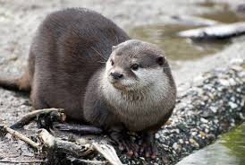 <p>Lontra canadensis</p>