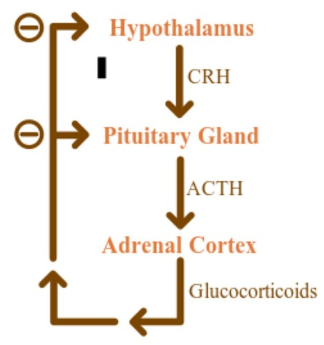 <p>A process that counteracts changes; tends to stabilize a system.</p>