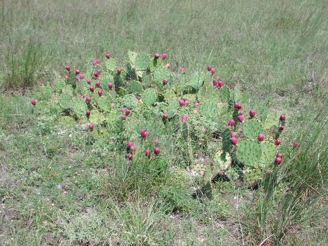<p>Texas Prickly Pear</p>