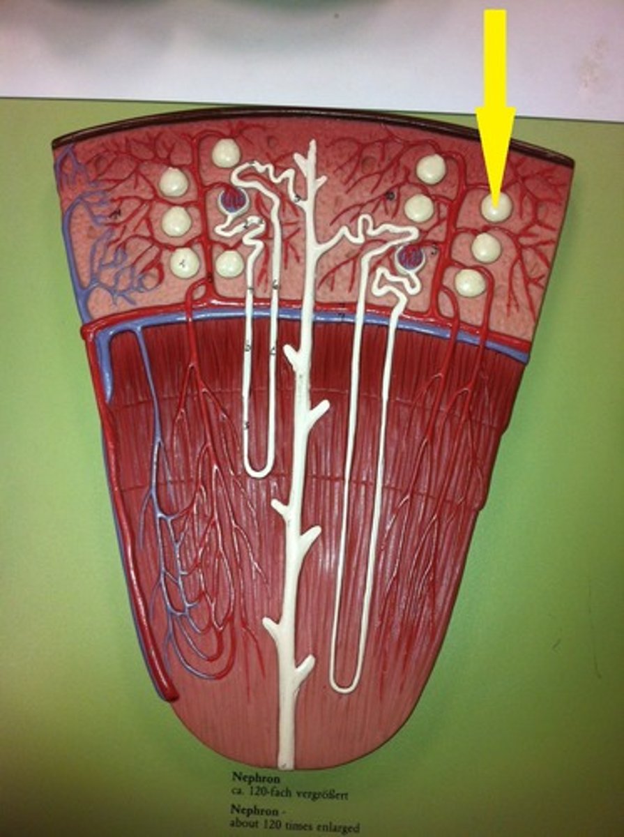 <p>-comprised of the Bowman's capsule and glomerulus</p><p>-filtration unit of the kidney</p><p>-blood filtering portion of the nephron</p>