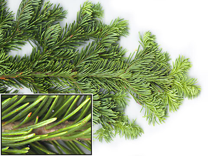 <p>. shorter needles/cones - higher elevation than white. PURPLE CONES. </p><p>needles point up 1-2 inch, rounded tip, blue green</p>