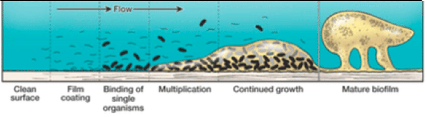 <p>1) Pellicle formation.</p><p>2) Attachment of early bacterial colonizers (like S. mutans) (0-24 h).</p><p>3) Co-adhesion and growth of attached bacteria leading to the formation of microcolonies (4-24 h).</p><p>4) Microbial succession leading to increased species diversity concomitant with continued co-adhesion and growth of microcolonies (1-7 days).</p><p>5) Climax community/mature dental plaque/biofilm (1 week or older).</p><p>--> By the end, what's going to happen, is that is will not continue to grow on the tooth surface, it will detach. It will look for a new surface to attach to. That is the life cycle of dental plaque.</p>