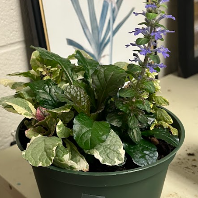 <ul><li><p>prostrate growing habit</p></li><li><p>wrinkled feel on leaves</p></li><li><p>somewhat variegated</p><ul><li><p>reverts back to green</p></li></ul></li><li><p>mint, salvia are the same family</p></li></ul><p></p>