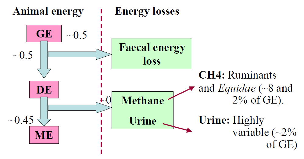 <p><span style="color: #000000"><br>the energy assimilated by the animal & available to fuel metabolism</span></p><p><span style="color: #000000">GE - FL = DE</span></p><p><span style="color: #000000">DE- other losses = ME </span></p><p><span style="color: #000000"><br></span></p>