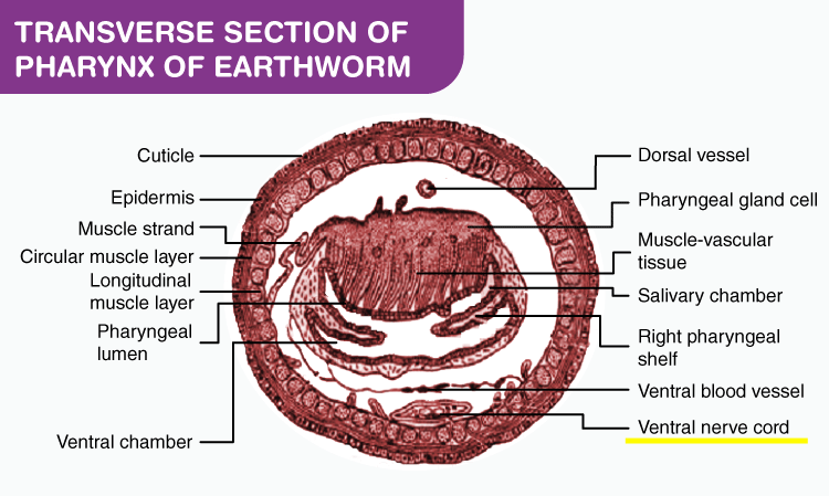 <p>Ventral nerve cord function</p>