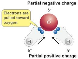 <p>It has partial positive charges on hydrogen and a partial negative charge on oxygen, allowing hydrogen bonding</p>