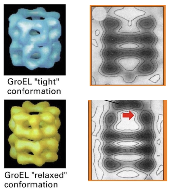 <ul><li><p class=""><strong>Tight conformation</strong>: GroEL without GroES cap</p></li><li><p class=""><strong>Relaxed conformation</strong>: GroEL bound to GroES</p></li><li><p class=""><strong>Key differences</strong>:</p><ul><li><p class="">Interior chamber is <strong>larger</strong> in relaxed state</p></li><li><p class="">Chamber <strong>opening narrows</strong> upon GroES binding</p></li></ul></li></ul><p></p>