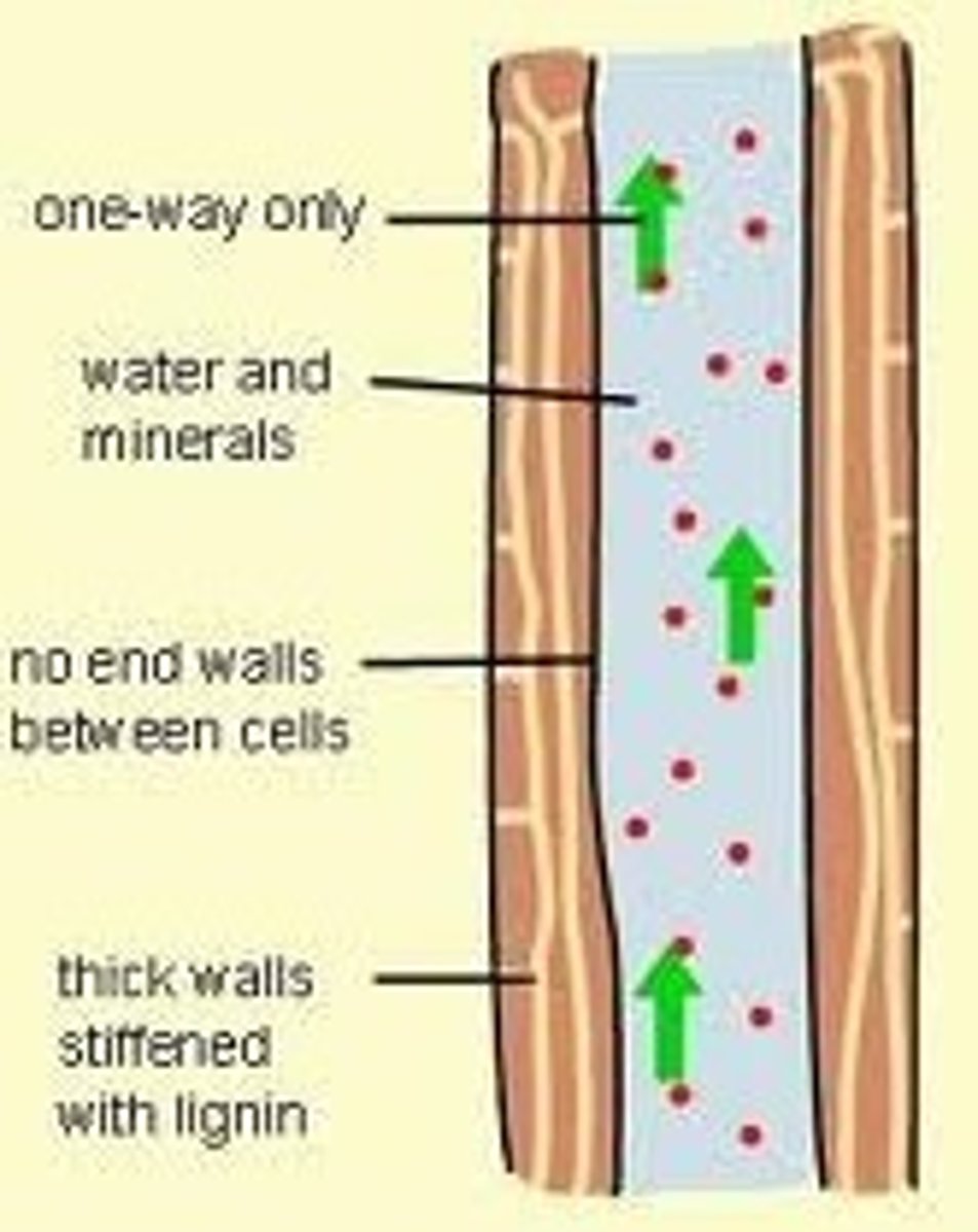 <p>specialized tissues that carries absorbed water and inorganic nutrients in one direction, from the roots to the stems and leaves</p>