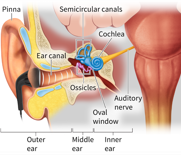 <p><span style="font-size: calc(var(--scale-factor)*11.00px)">Know the major structures of the ear </span></p>