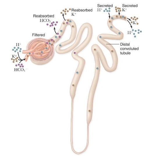 <p>De elektrolytenbalans regelt de balans van K⁺, H⁺ en HCO₃⁻ via reabsorptie en secretie.</p>
