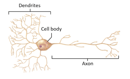 <ul><li><p>2 or more dendrites and single axon</p></li><li><p>Most common structural type</p></li><li><p>All motor neurons and most interneurons are this</p></li></ul>