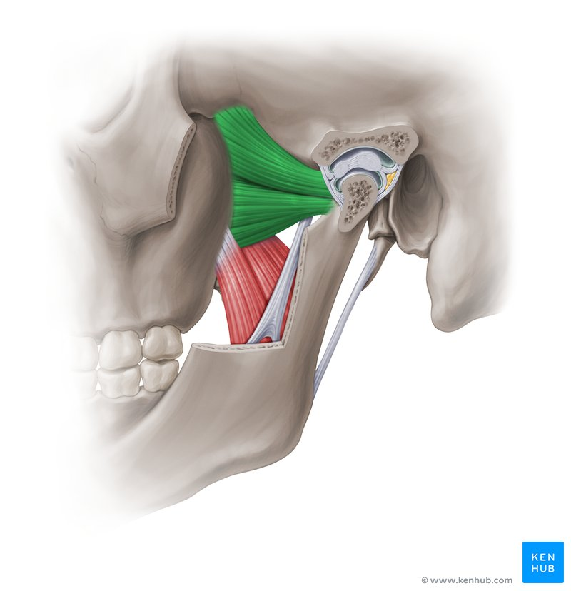 <p>lowers the jaw</p>
