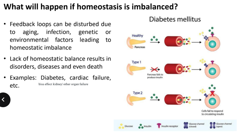 <p>homeostatis imbalanced:</p>