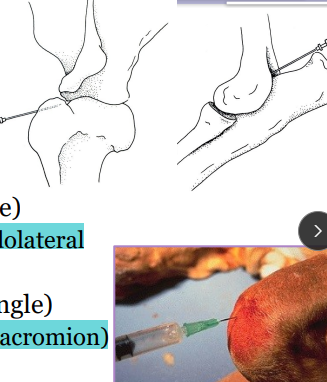 <ul><li><p><span style="background-color: transparent;"><strong><span>When: </span></strong><span>Performed </span></span><span style="background-color: transparent; color: red;"><strong><span>after non-invasive imaging</span></strong></span></p></li><li><p><span style="background-color: transparent;"><strong><span>Why:</span></strong><span> confirm/categorize joint disease, monitor therapy</span></span></p></li><li><p><span style="background-color: transparent;"><strong><span>Risks:</span></strong><span> infection</span></span></p></li><li><p><span style="background-color: transparent;"><strong><span>Where:</span></strong></span></p><ul><li><p><span style="background-color: transparent;"><u><span>Carpus (cranial, flexed)</span></u></span></p></li><li><p><span style="background-color: transparent;"><u><span>Elbow (caudomedial/lateral)</span></u></span></p></li><li><p><span style="background-color: transparent;"><u><span>Shoulder (lateral, distal to acromion)</span></u></span></p></li><li><p><span style="background-color: transparent;"><u><span>Tarsus (craniolateral/caudolateral)</span></u></span></p></li><li><p><span style="background-color: transparent;"><u><span>Stifle (parapatellar, flexed)</span></u></span></p></li><li><p><span style="background-color: transparent;"><u><span>Hip (dorsal/craniodorsal, neutral)</span></u></span></p></li></ul></li><li><p><span style="background-color: transparent;"><strong><span>Synovial fluid analysis:</span></strong><span> color, turbidity, viscosity, bacteria</span></span></p></li></ul><img src="https://knowt-user-attachments.s3.amazonaws.com/0c7f9f79-32c4-4625-8b51-3db8de9ad0d6.png" data-width="75%" data-align="center"><p></p>