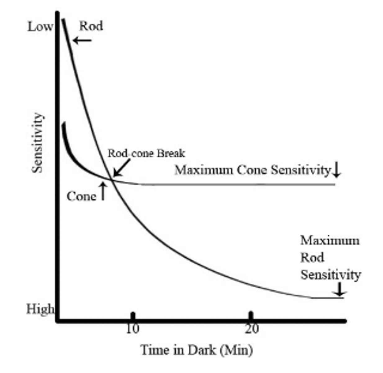 <p>change their sensitivity to a stimulus upon constant stimulation</p><p>• Example: Dark adaptation</p>