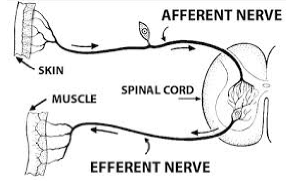 <p>pathway of neural stimulation that <u>occurs to translate a sensation into a physical reflexive response</u></p>
