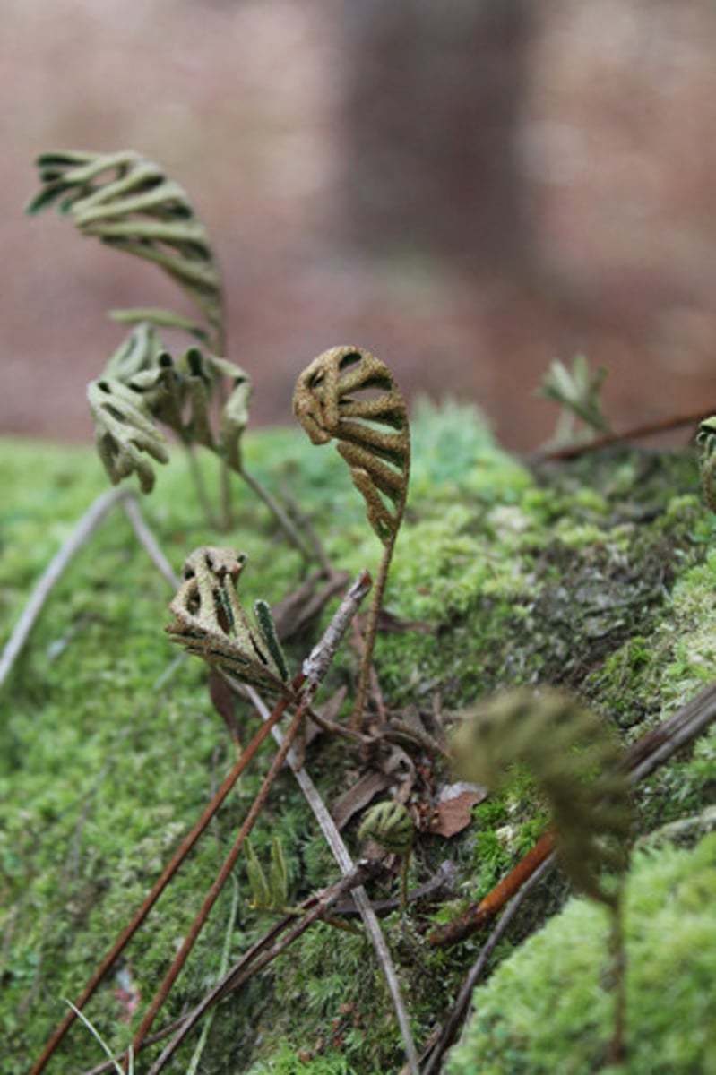 <p>what is the name of the plant pictured here?</p>