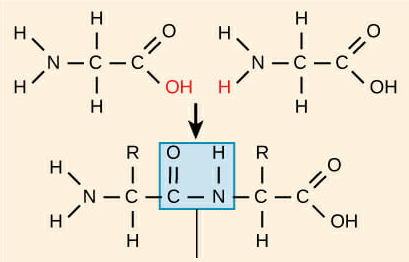 <p>The bond created between amino acids that form polypeptides. These bonds are created through dehydration synthesis between the amino acids. In this type of bond a covalent bond is created between a nitrogen and carbon atom.</p>