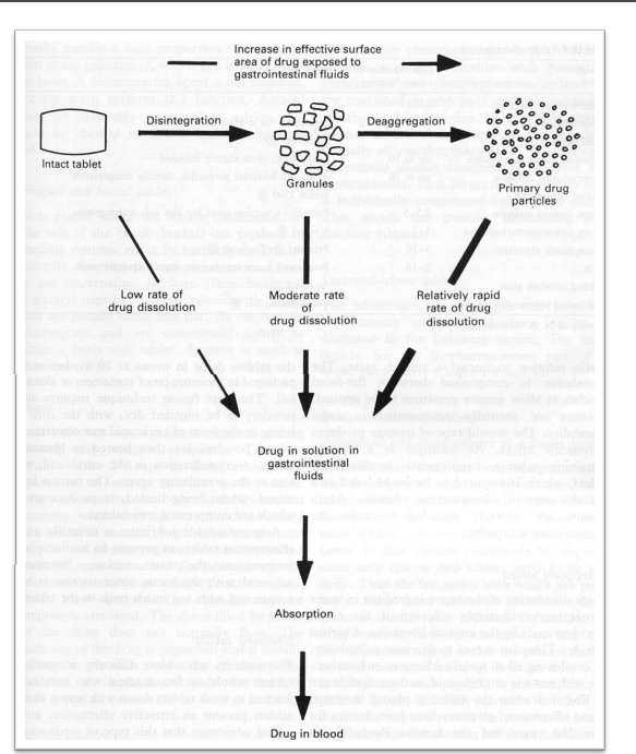 <p>Increased surface area leads to more rapid rates of dissolution</p>