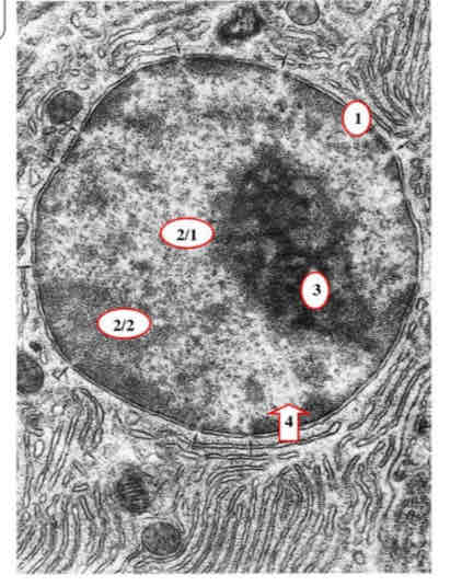 term image