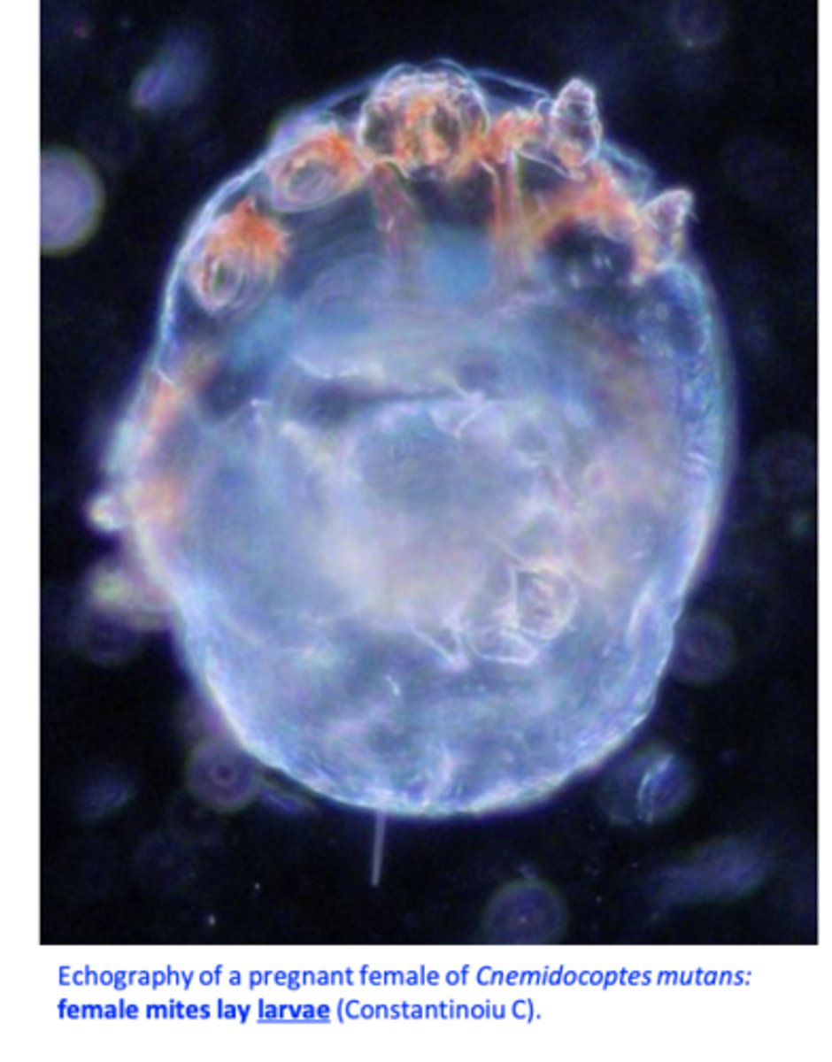 <p>Cnemidocoptes mutans (Scaly leg mite)</p><p>• On legs of chickens</p><p>Cnemidocoptes gallinae (Depluming mite,</p><p>depluming itch mite)</p><p>• In feather shafts of chickens</p><p>Cnemidocoptes pilae (Scaly face mite)</p><p>• On beak and legs of psittacines</p>