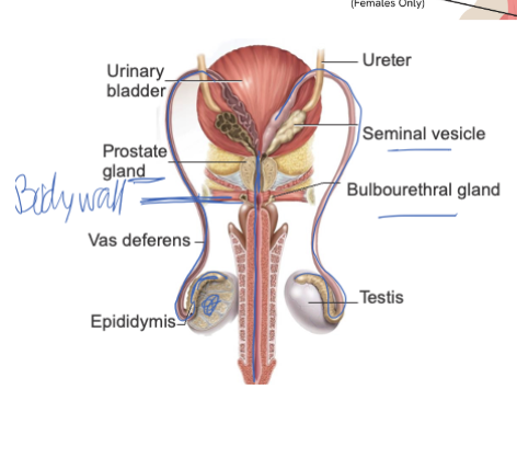 <ol><li><p><span style="background-color: transparent;"><span>Testis: Produces sperm and testosterone.</span></span></p><p><span style="background-color: transparent;"><span>Epididymis: Stores sperm and allows them to mature.</span></span></p><p><span style="background-color: transparent;"><span>Vas Deferens: Transports mature sperm to the urethra during ejaculation.</span></span></p><p><span style="background-color: transparent;"><span>Seminal Vesicle: Adds fructose-rich fluid that nourishes sperm (major part of semen).</span></span></p><p><span style="background-color: transparent;"><span>Prostate Gland: Adds alkaline fluid that protects sperm from vaginal acidity.</span></span></p><p><span style="background-color: transparent;"><span>Bulbourethral (Cowper’s) Gland: Releases pre-ejaculate to lubricate and neutralize the urethra.</span></span></p></li></ol><p></p>
