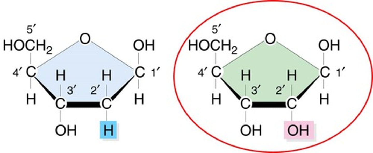 <p>A five-carbon sugar that is a component of RNA nucleotides</p>