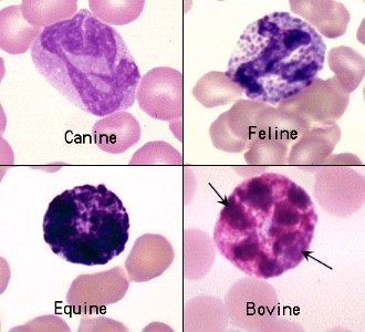<p>What WBC is this?</p>